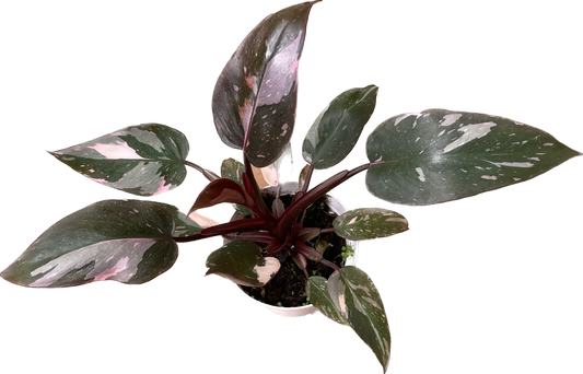 Philodendron 'Pink Princess' Available in 4" and 6" Pots - Perfect Plant Gift - Pink Live Plant