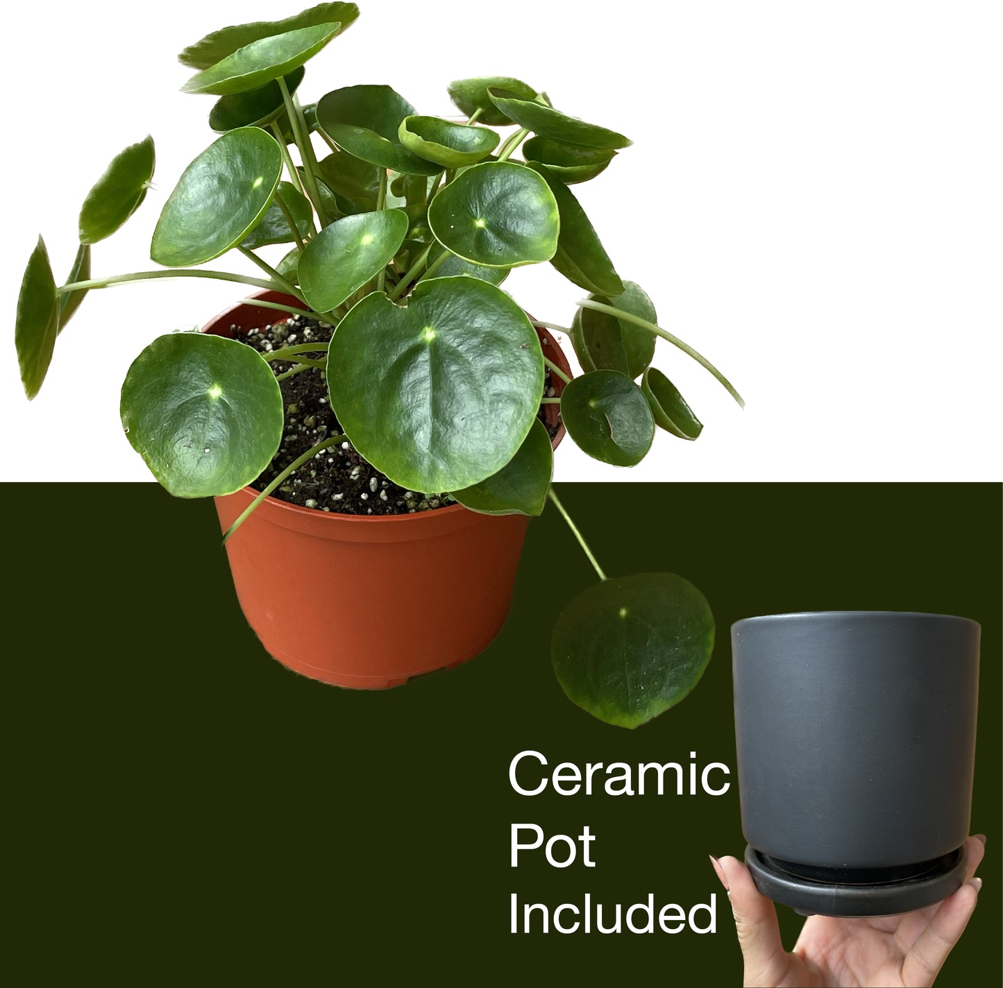 Pilea Peperomioides 'Chinese Money' - UFO Plant -