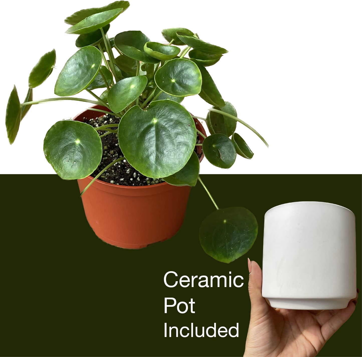 Pilea Peperomioides 'Chinese Money' - UFO Plant -