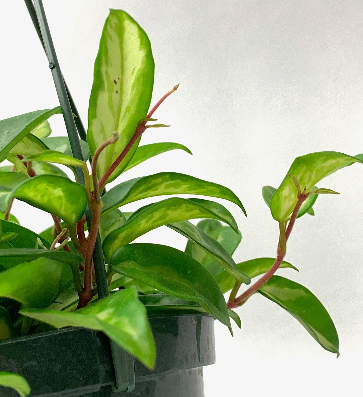 Hoya Krimson Princess Available in 2", 4", or 6" Pot Hoya Carnosa Vareiagata, Hoya Princess - Trailing Plant - Live Hoya Plant - Air Purifying Plant - Live Arriaval Guarantee!