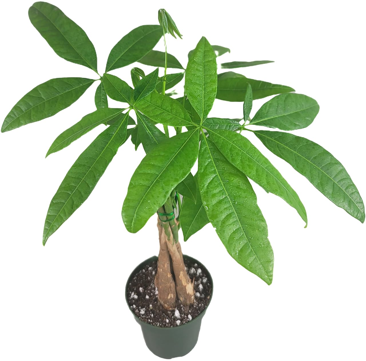 Chinese Money Tree Live Plant - Pachira Aquatica