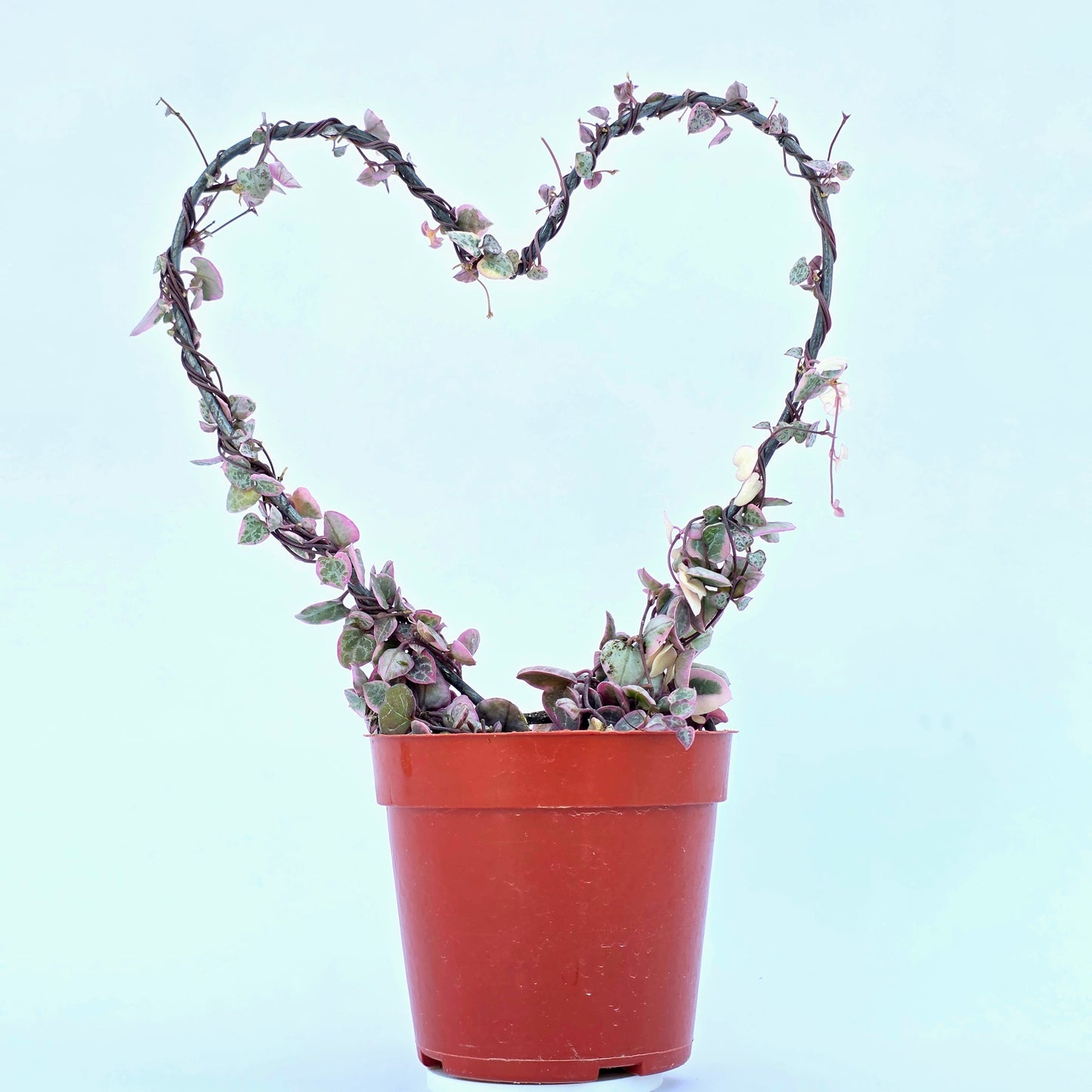 Variegated String of Hearts on Trellis | Ceropegia linearis Woodii, String of Hearts Plant Live Succulents Plants Live Houseplants, House Plants Indoors Live Indoor House Plants by Plants for Pets