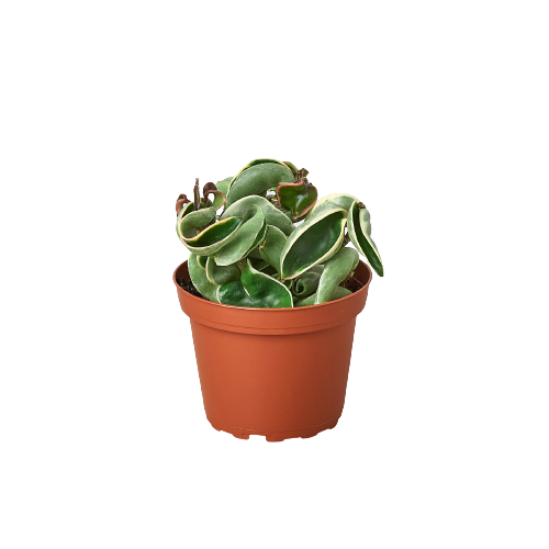 Variegated Hoya 'Rope Plant' - Hoya Compacta Variegata - Stunning Twisted Foliage Houseplant - Air Purifying Plant - Hoya Plants Live Houseplants - Pet Friendly Plant