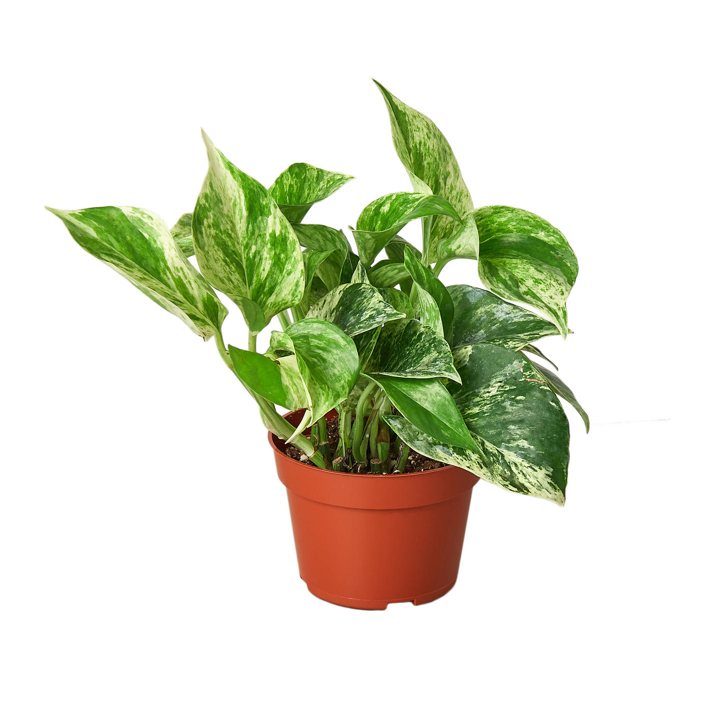 Pothos 'Marble Queen' - Marble Queen Pothos - Elegant Variegated Indoor Plant - Air Purifying Plant - CA Seller