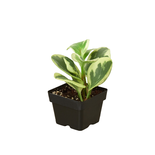 Live Rubber Plant - Peperomia Obtusifolia Variegated - Peperomia 'Marble' Available in 3", 4", and 6" Pots - CA Seller - Ideal Gift for Office, Garden and Home - Peperomia Live Plant