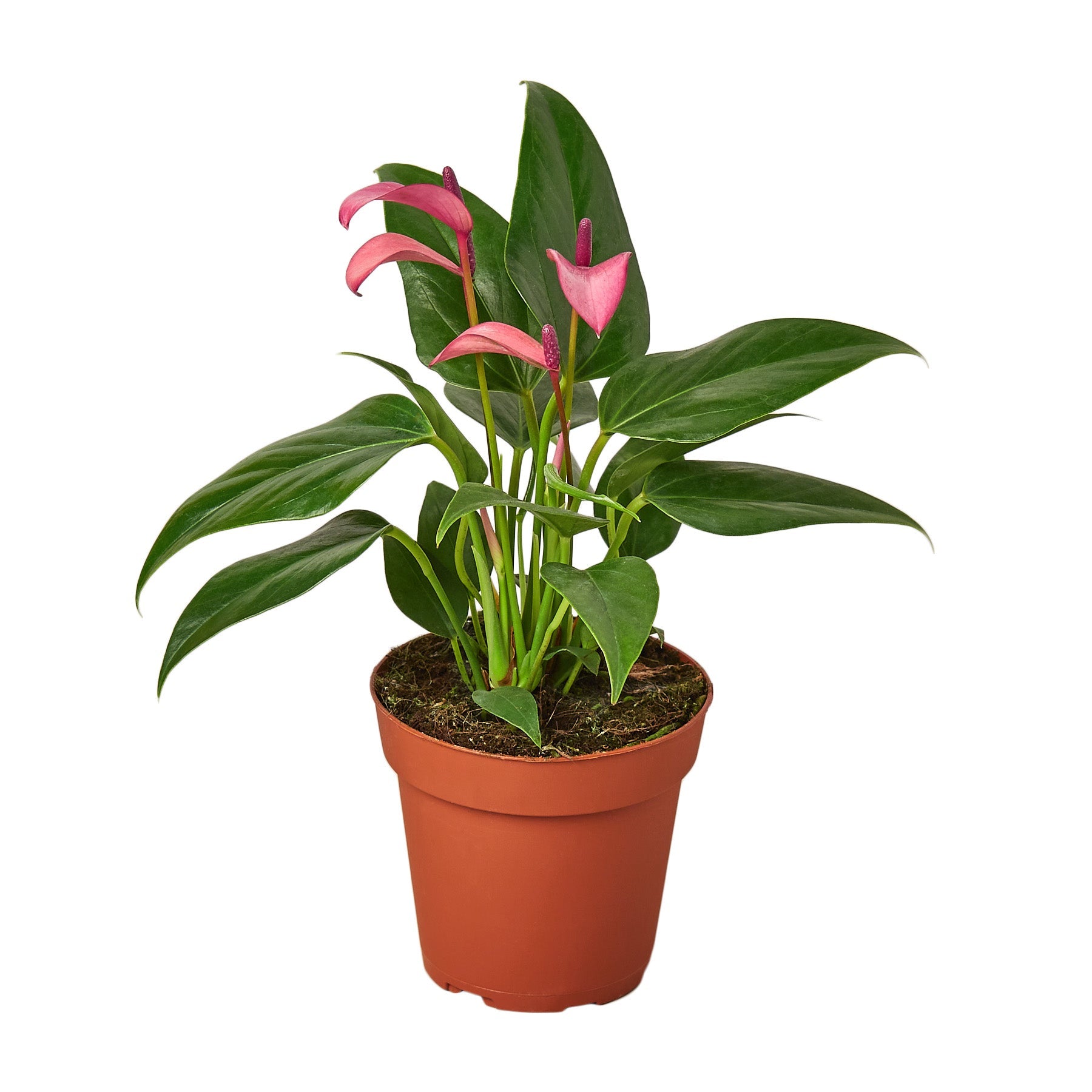 anthurium california Anthurium 'Purple' 4" Pot