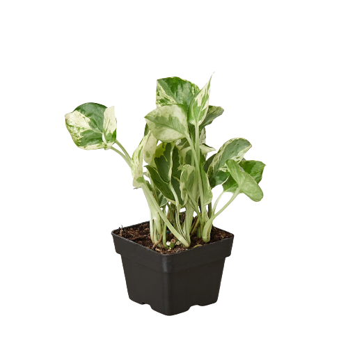Pothos N'Joy - Epipremnum aureum 'n'joy' - Variegated Devil's Ivy - Air Purifying Houseplant - CA Seller