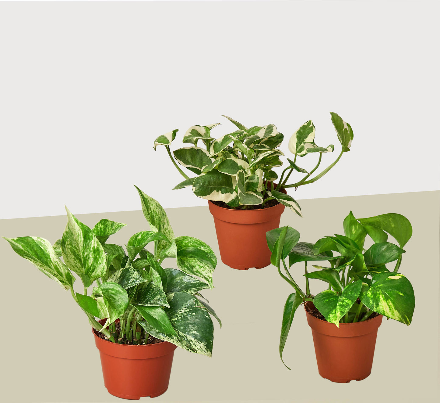 3 Live Pothos Plants Variety Pack - Easy to Care Houseplant Bundle - Air Purifying Plants - 4" Pot - Live Plant - Home and Garden Plants