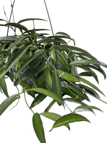 Hoya Wayetii Captivating Wax Plant - Air Purifing Live Plant - Hoya Plants Live Houseplants - Available in 2" Pot, 4" Pot and 6" Hanging Pot - Ships from CA