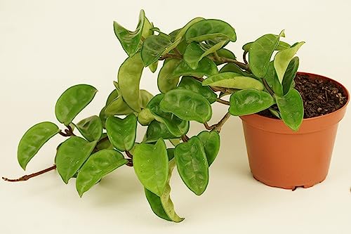 Hoya Krinkle 8 Live Hoya Plant Pink Flowers with Chocolate Smells Available in 2", 4", and 6" Pot