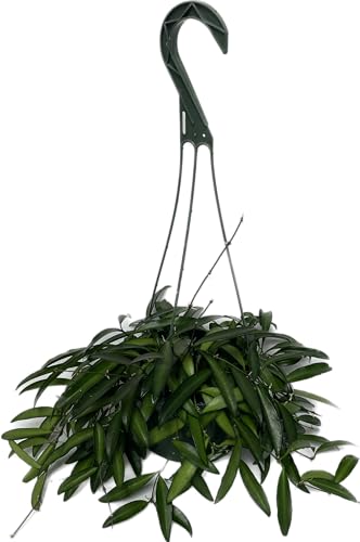 Hoya Wayetii Captivating Wax Plant - Air Purifing Live Plant - Hoya Plants Live Houseplants - Available in 2" Pot, 4" Pot and 6" Hanging Pot - Ships from CA