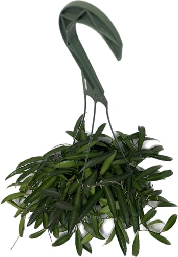 Hoya Wayetii Captivating Wax Plant - Air Purifing Live Plant - Hoya Plants Live Houseplants - Available in 2" Pot, 4" Pot and 6" Hanging Pot - Ships from CA