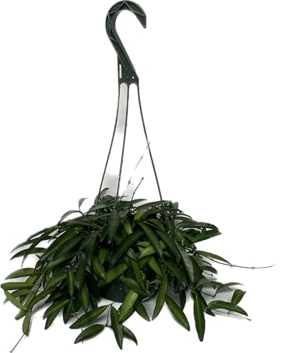 Hoya Wayetii Captivating Wax Plant - Air Purifing Live Plant - Hoya Plants Live Houseplants - Available in 2" Pot, 4" Pot and 6" Hanging Pot - Ships from CA