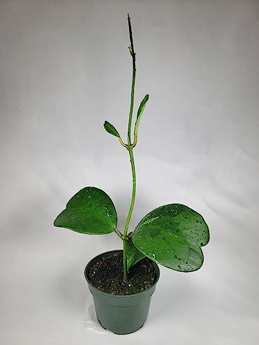 Hoya Kerrii Plant with Heartshape Leaves Live Hoya Plant Great Gift for Mothers and Loved Ones Sweetheart Hoya Live Plant