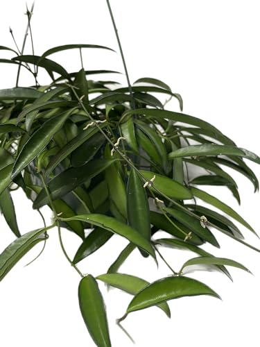Hoya Wayetii Captivating Wax Plant - Air Purifing Live Plant - Hoya Plants Live Houseplants - Available in 2" Pot, 4" Pot and 6" Hanging Pot - Ships from CA
