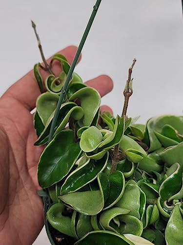 Variegated Hoya Compacta aka Hoya Hindu Rope Variegated Available in 2", 4", and 6" Pot Live Hoya Plant Prime Plants California