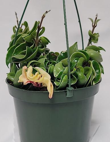 is a hindu rope plant a succulent Variegated Hoya Compacta aka Hoya Hindu Rope Variegated Available in 2 – Prime Plants California
