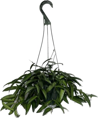 Hoya Wayetii Captivating Wax Plant - Air Purifing Live Plant - Hoya Plants Live Houseplants - Available in 2" Pot, 4" Pot and 6" Hanging Pot - Ships from CA