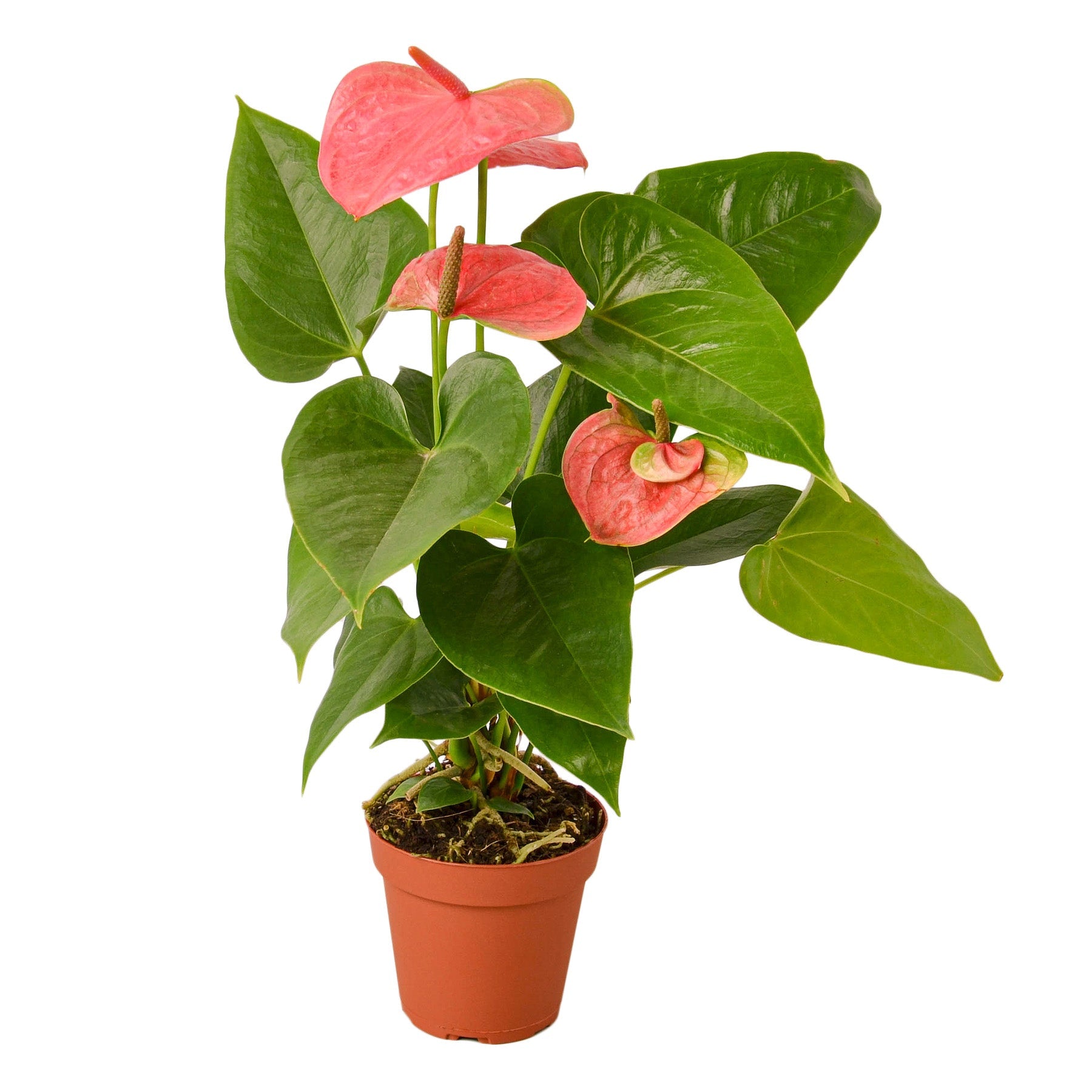 anthurium nursery near me Pink Anthurium Live Plant, 4" Pot
