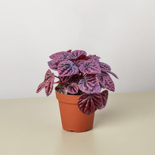 Peperomia 'Ripple Red' in 4" Pot - Air Purifying Plant - Red Peperomia Plant - Peperomia Live Plant