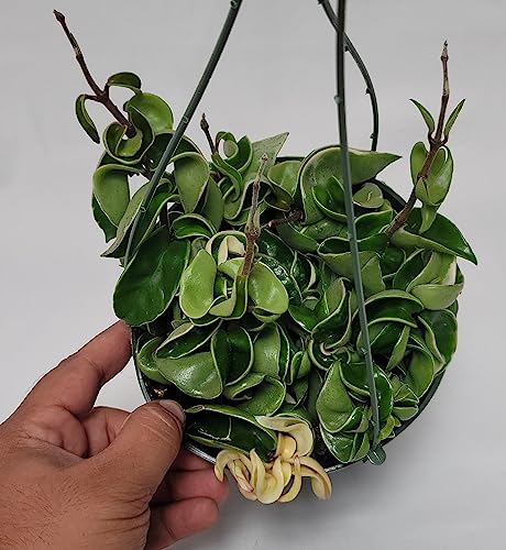 Variegated Hoya Compacta aka Hoya Hindu Rope Variegated Available in 2", 4", and 6" Pot Live Hoya Plant Prime Plants California