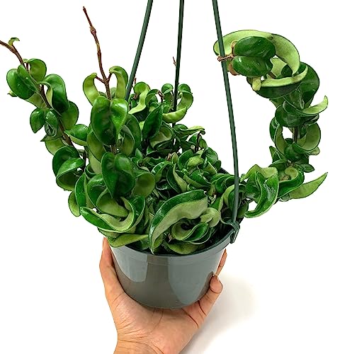 Hoya Compacta aka Hoya Hindu Rope Available in 2", 4", and 6" Pot Live Hoya Plant Captivating Vine Plant for Air-Purifying