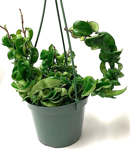 Hoya Compacta aka Hoya Hindu Rope Available in 2", 4", and 6" Pot Live Hoya Plant Captivating Vine Plant for Air-Purifying