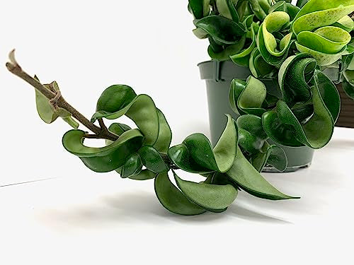 Hoya Compacta aka Hoya Hindu Rope Available in 2", 4", and 6" Pot Live Hoya Plant Captivating Vine Plant for Air-Purifying