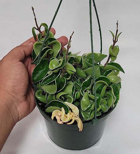 Variegated Hoya Compacta aka Hoya Hindu Rope Variegated Available in 2", 4", and 6" Pot Live Hoya Plant Prime Plants California