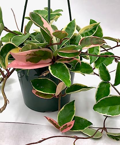 Hoya Krimson Queen Available in 2" Pot, 4" Pot, and 6" Hanging Pot, Live Arrival Guaranteed! Live Hoya Plant Live Indoor Plant