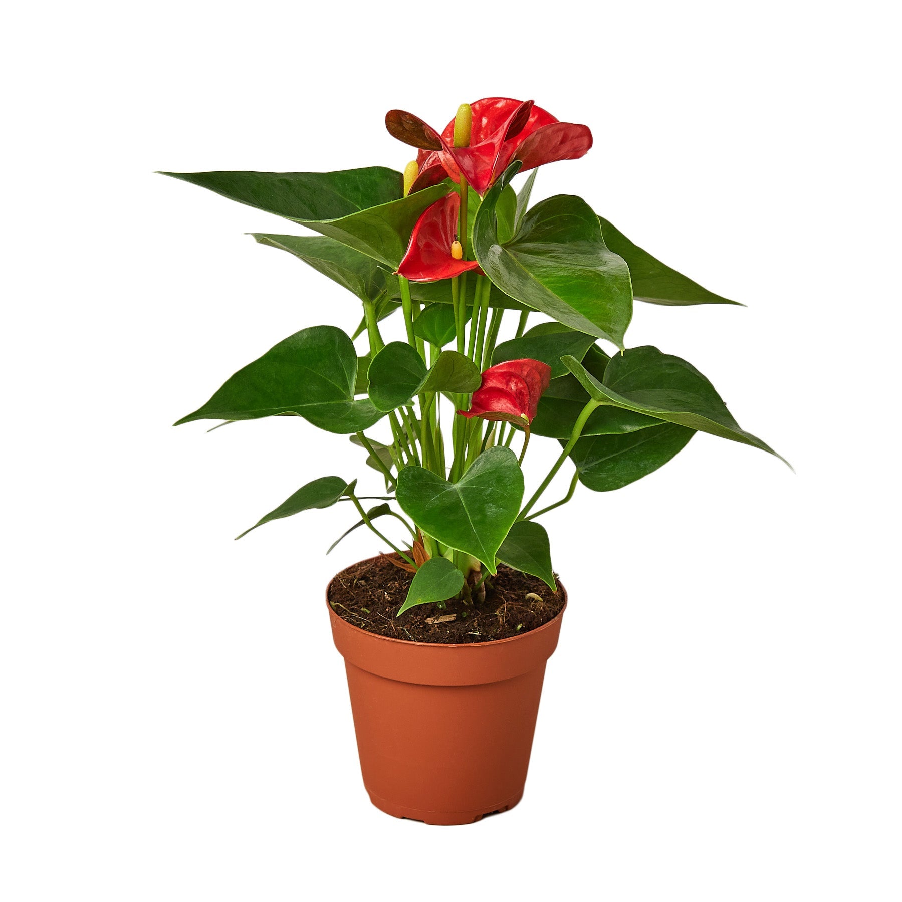 anthurium for california Anthurium 'Red' Size 4 Pot,Pot Type:White Cylinder
