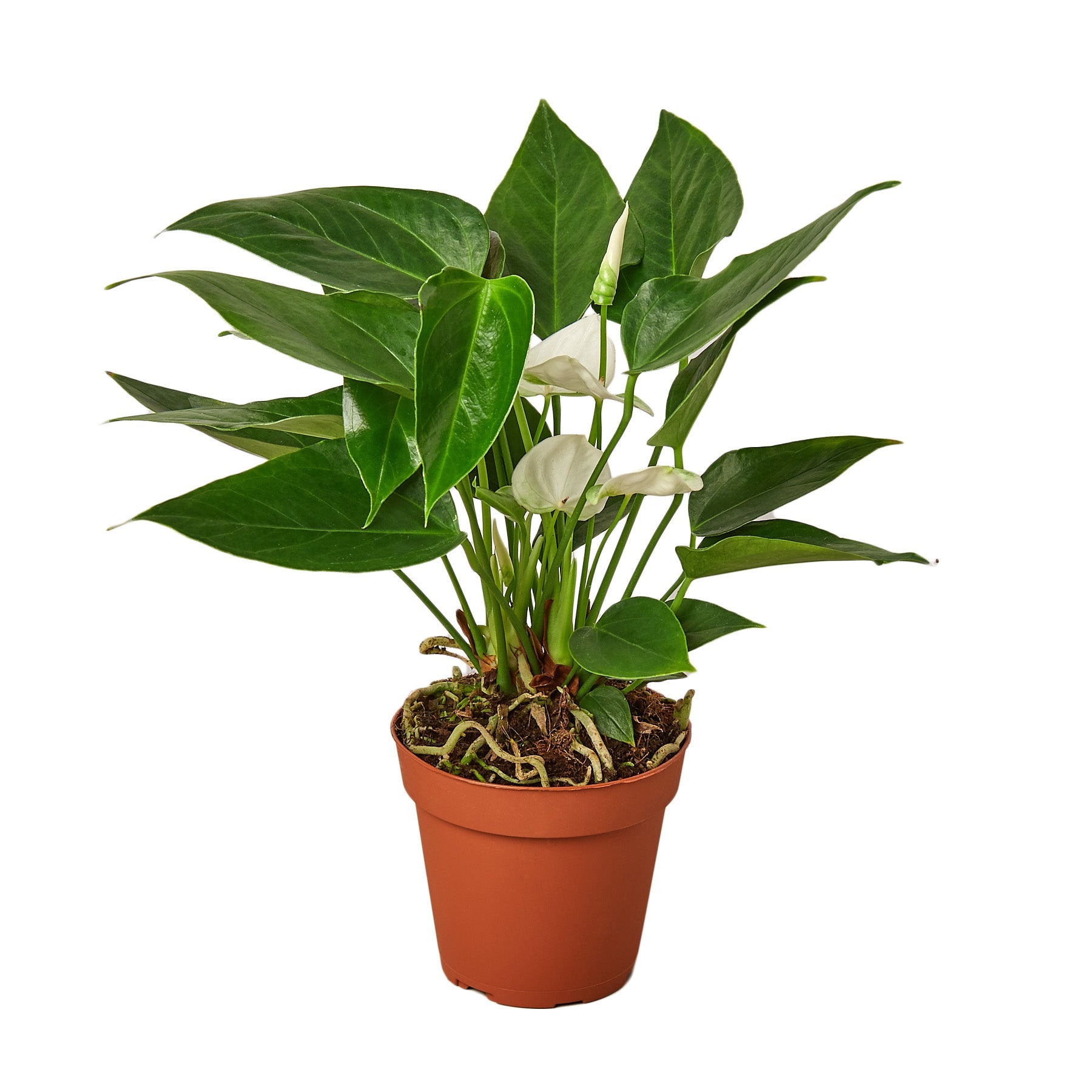 anthurium california Anthurium 'White' 4" Pot