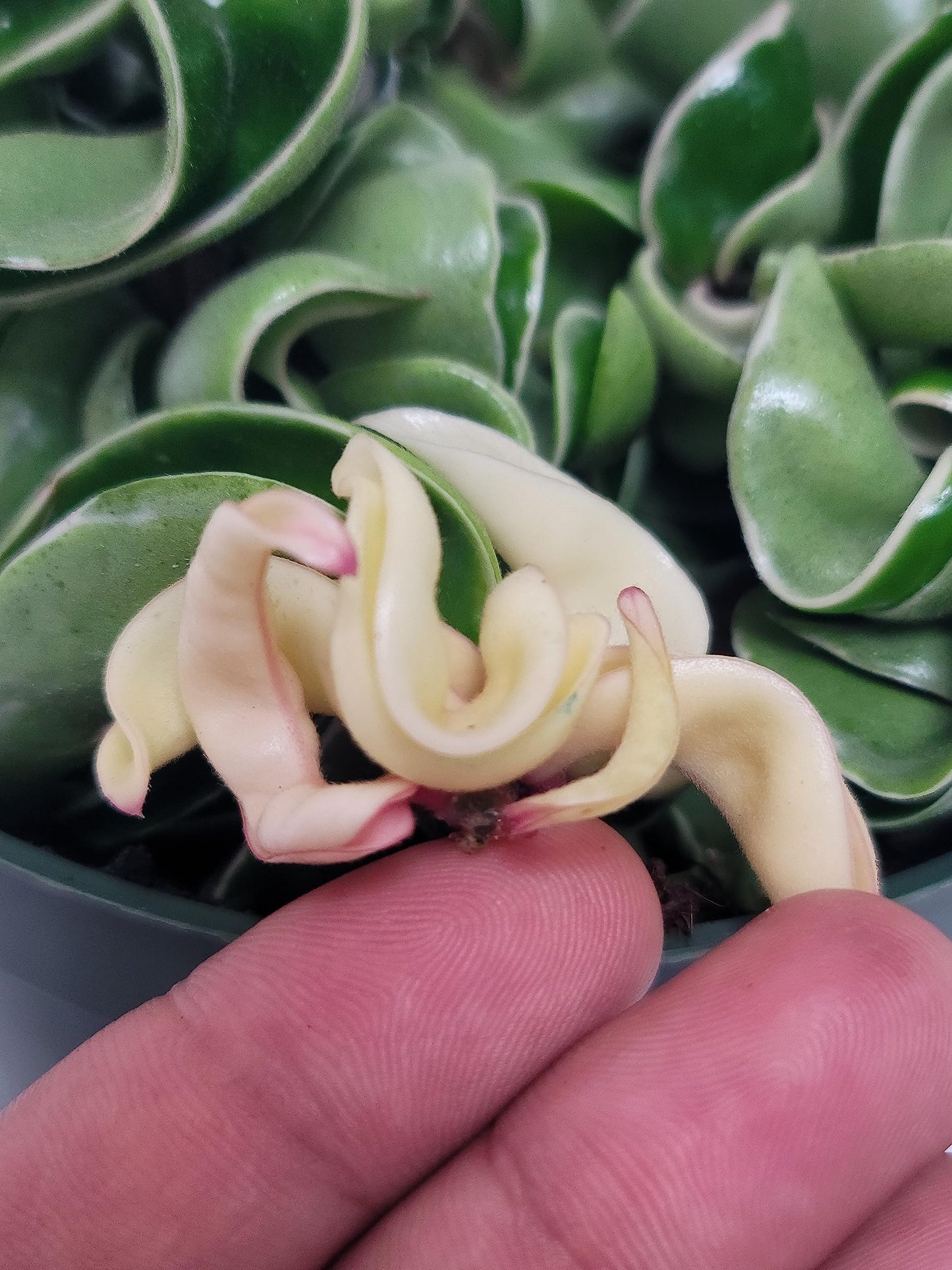 Variegated Hoya Compacta aka Hoya Hindu Rope Variegated - Available in 2", 4", and 6" Pot Live Hoya Plant Prime Plants California - Air Purifying Plant - Pet Friendly Plant