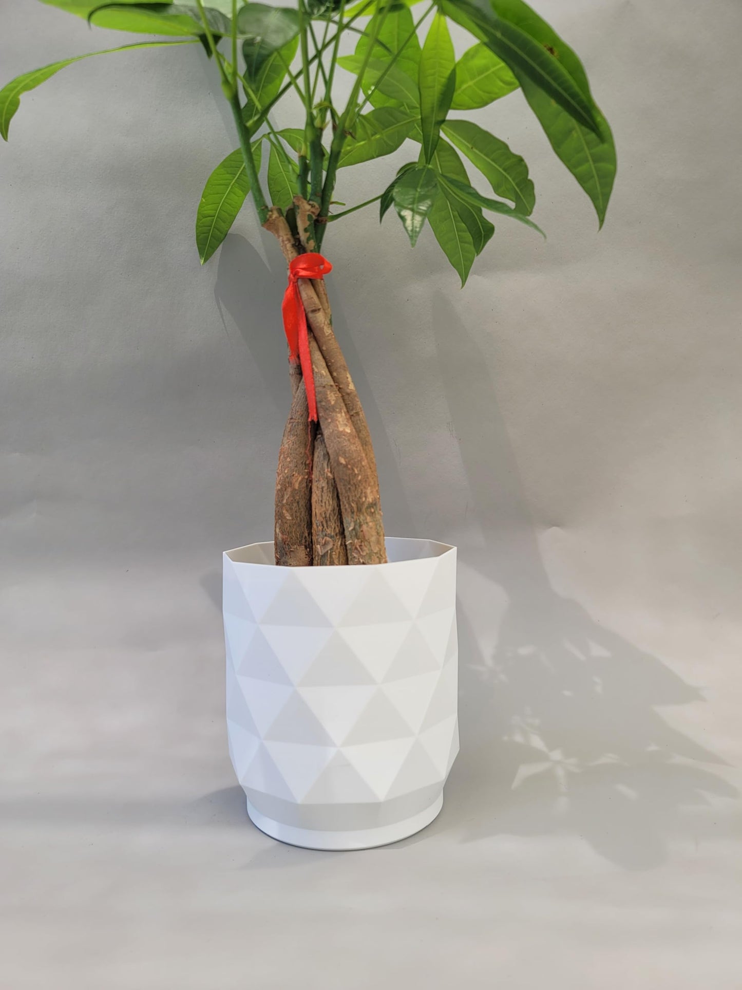 Braided Chinese Money Tree Live Plant - Now Available in Geometric Self-Watering Planter - Pachira Aquatica - Live Bonsai Tree - Air Purifying Plant