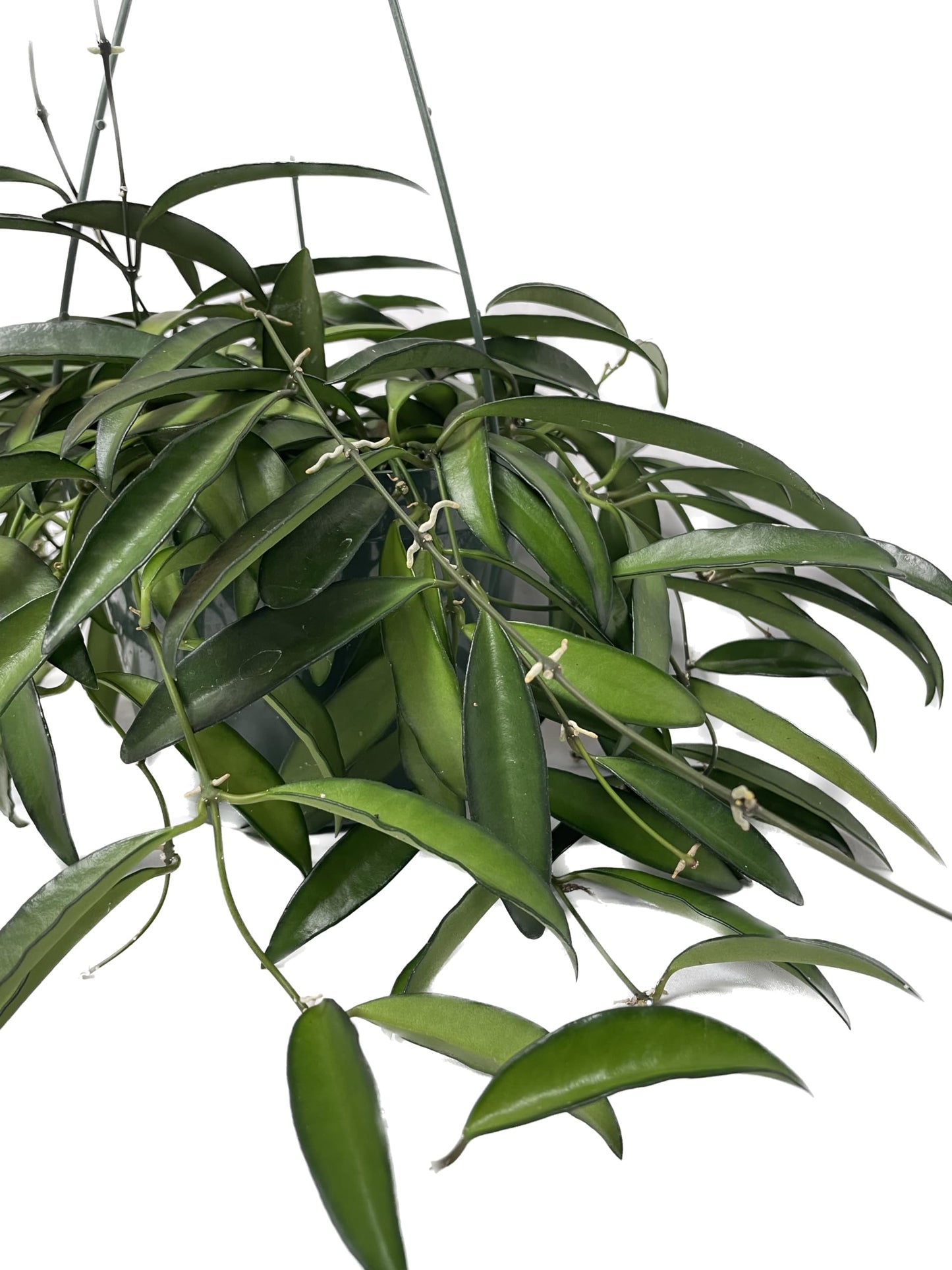 Hoya Wayetii Captivating Wax Plant - Air Purifing Live Plant - Hoya Plants Live Houseplants - Available in 2" Pot, 4" Pot and 6" Hanging Pot - Ships from CA - Pet Friendly Plant