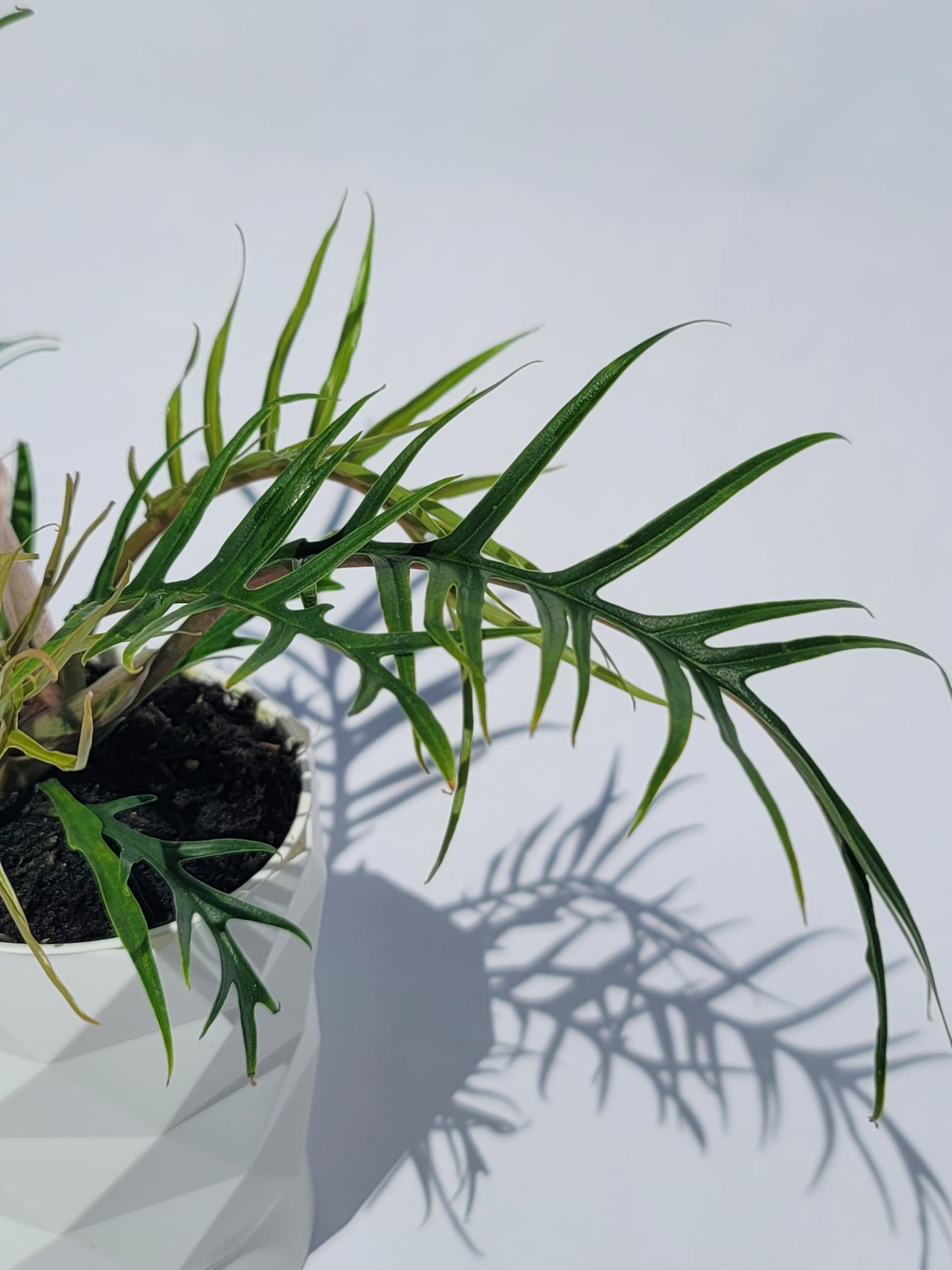 Philodendron Tortum Live Plant | Ships from CA | Available in Modern White Self-Watering Planter | Air Purifying & Pet-Friendly