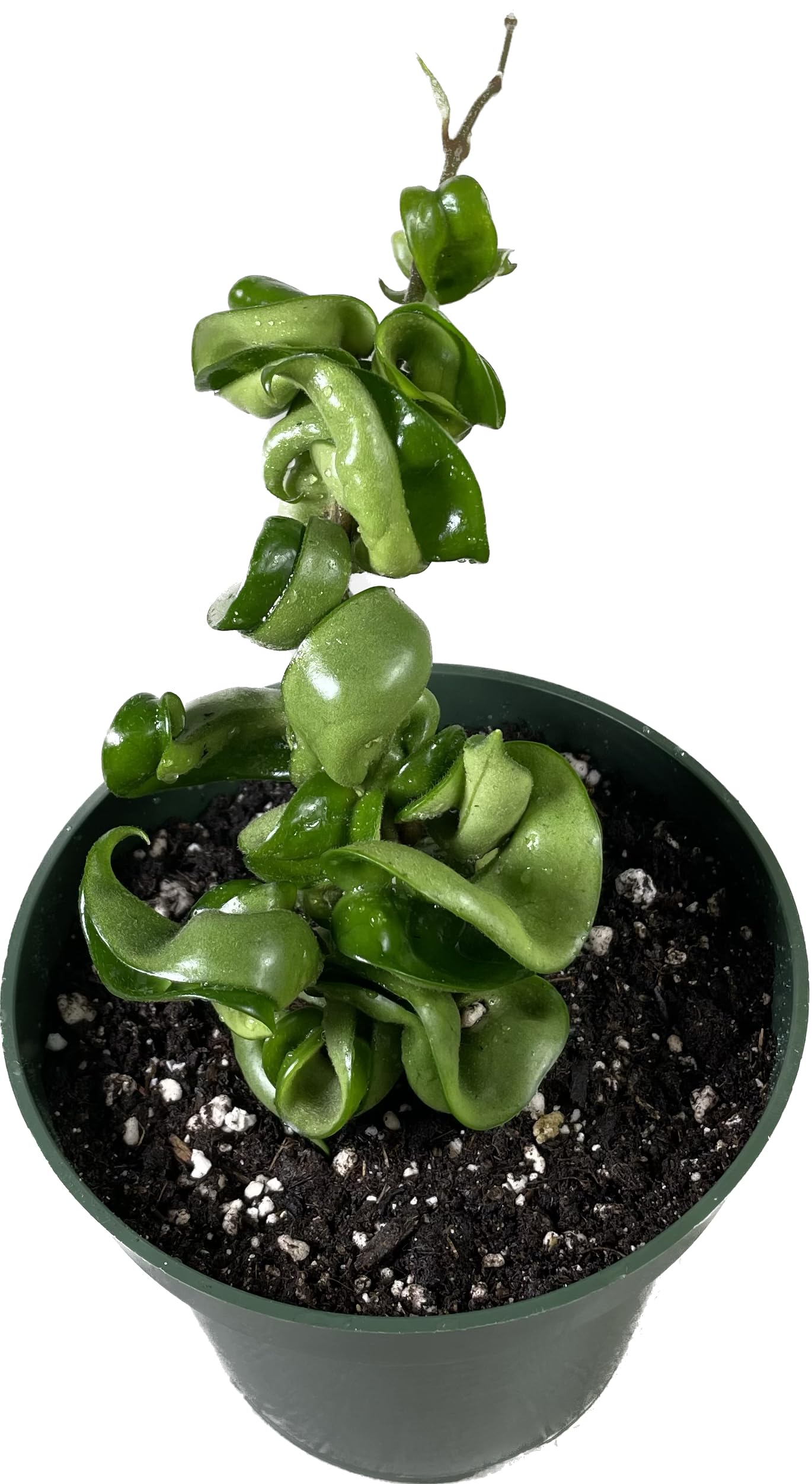 Hoya Compacta in 4" Pot aka Hoya Hindu Rope Plant or Hoya Krinkle Kurl - Hoya Plant Live Houseplants - Live Hoya Plant - Hoya Compacta Live Plant - Air Purifying Plant - Pet Friendly Plant