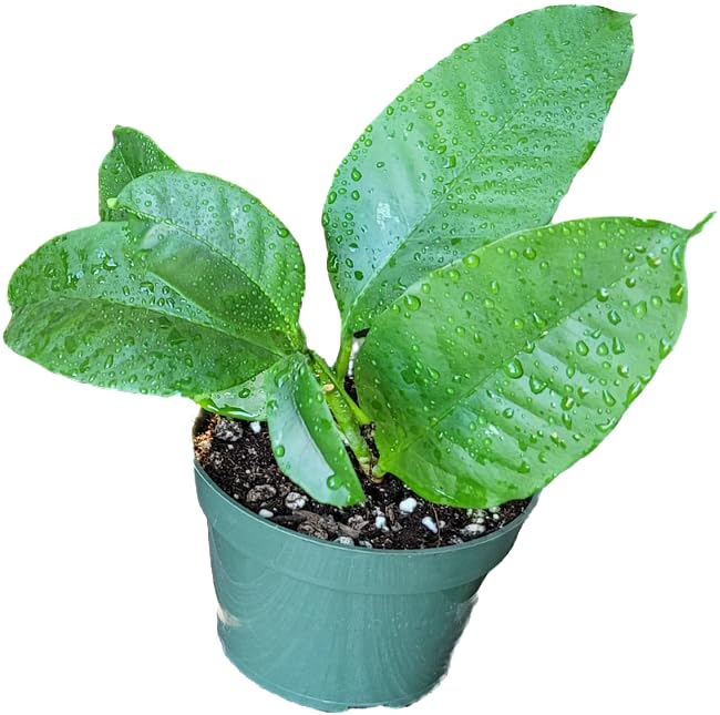 Hoya Shooting Star - Hoya Multiflora - Hoya Plants Live Houseplants - Stunning Shooting Star-Shaped Blooms - Air Purifying Tropical Vine - CA Seller