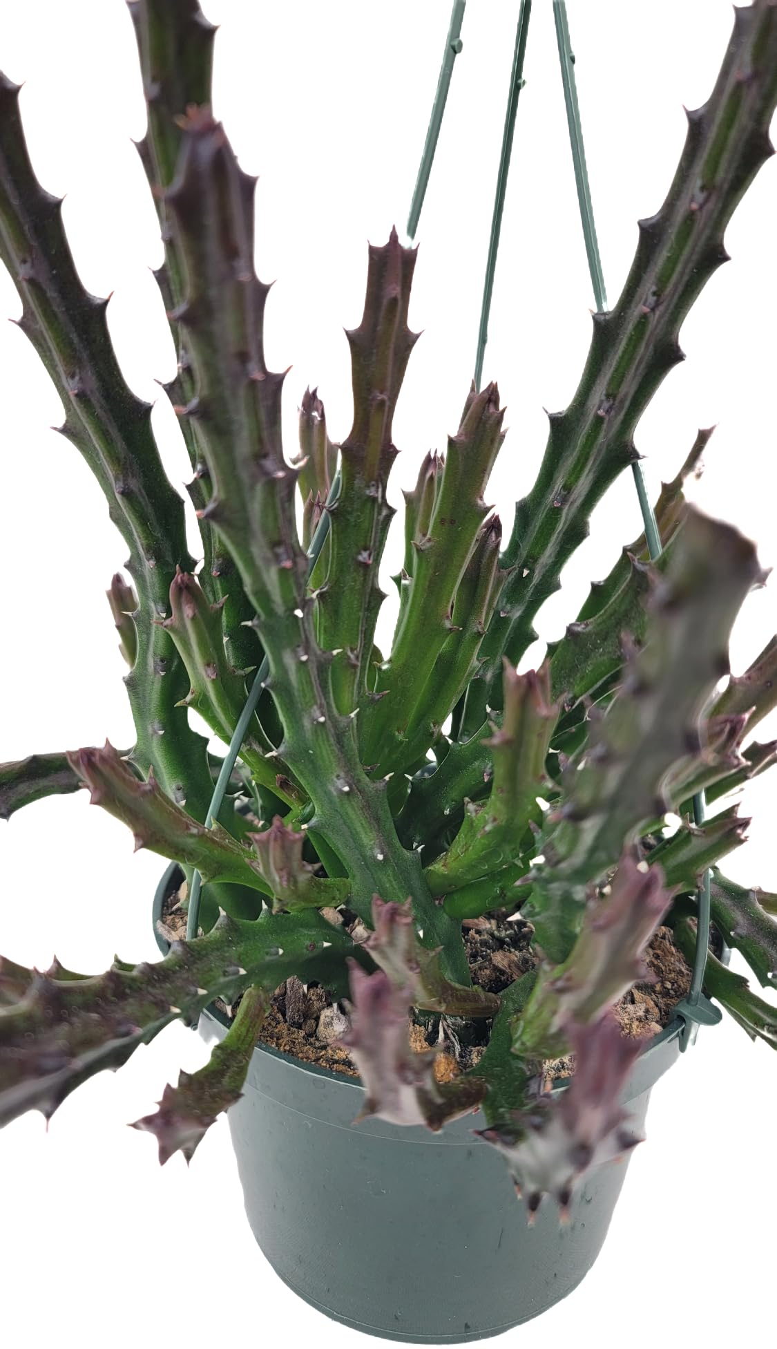 Lifesaver Plant with Purple Flowers - Live Plant in Pot - Stapelia Mutabilis - Beautiful Indoor Outdoor Cacti Succulent Houseplant with Exotic Blooms