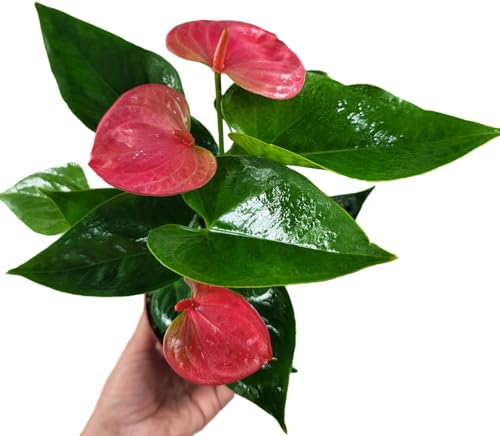 Anthurium Live Plant Pink Flowers - Anthurium Andraeanum Pink Flower - Anthurium Plants Live House Plants - Heart-Shaped Leaves - Available in 4" & 6" Pot - CA Seller