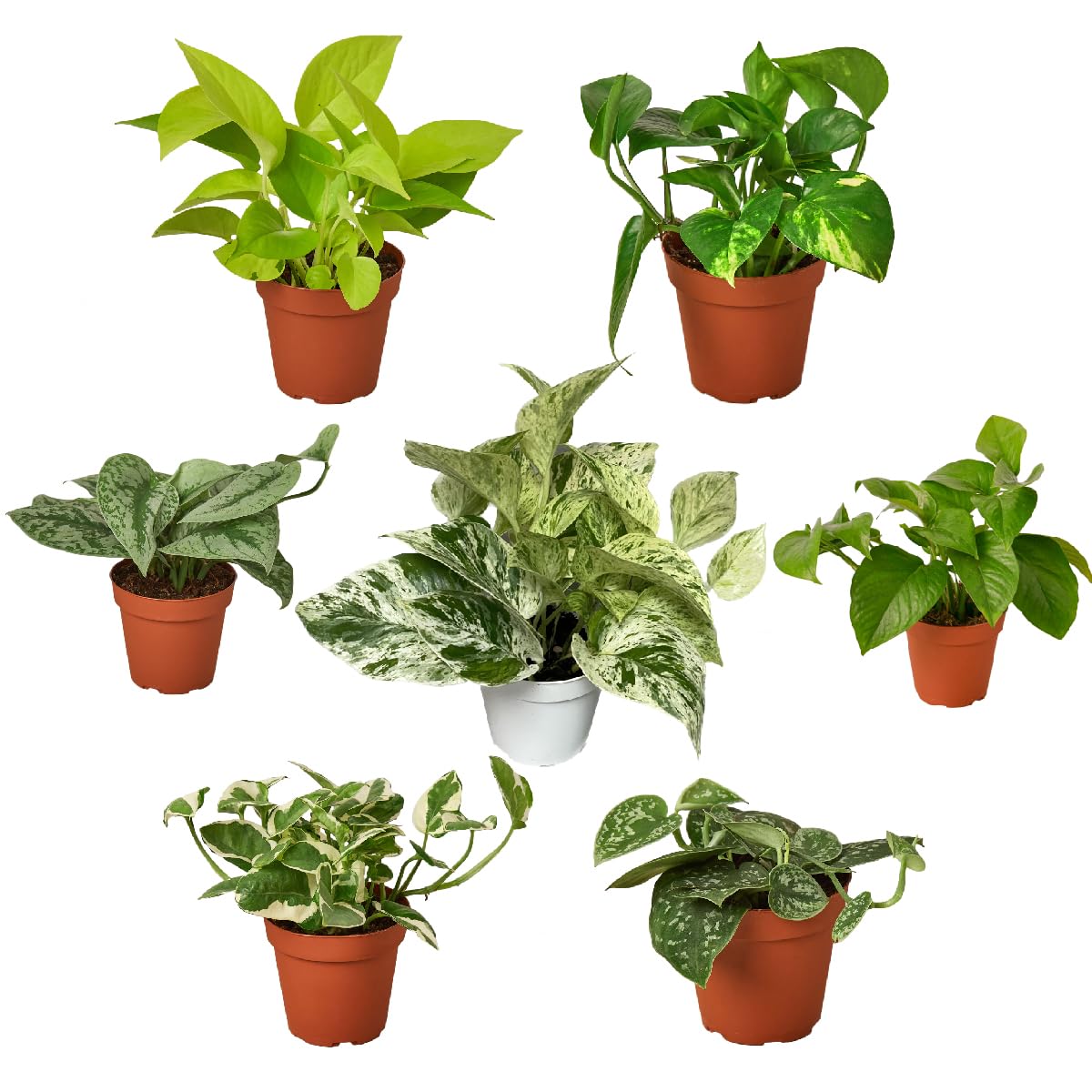 Live Pothos Plants - 3 or 6 Variety Packs - Easy to Care Houseplants - Air Purifying Plants - 4" Pot - Live Plant - Houseplant Live Plants