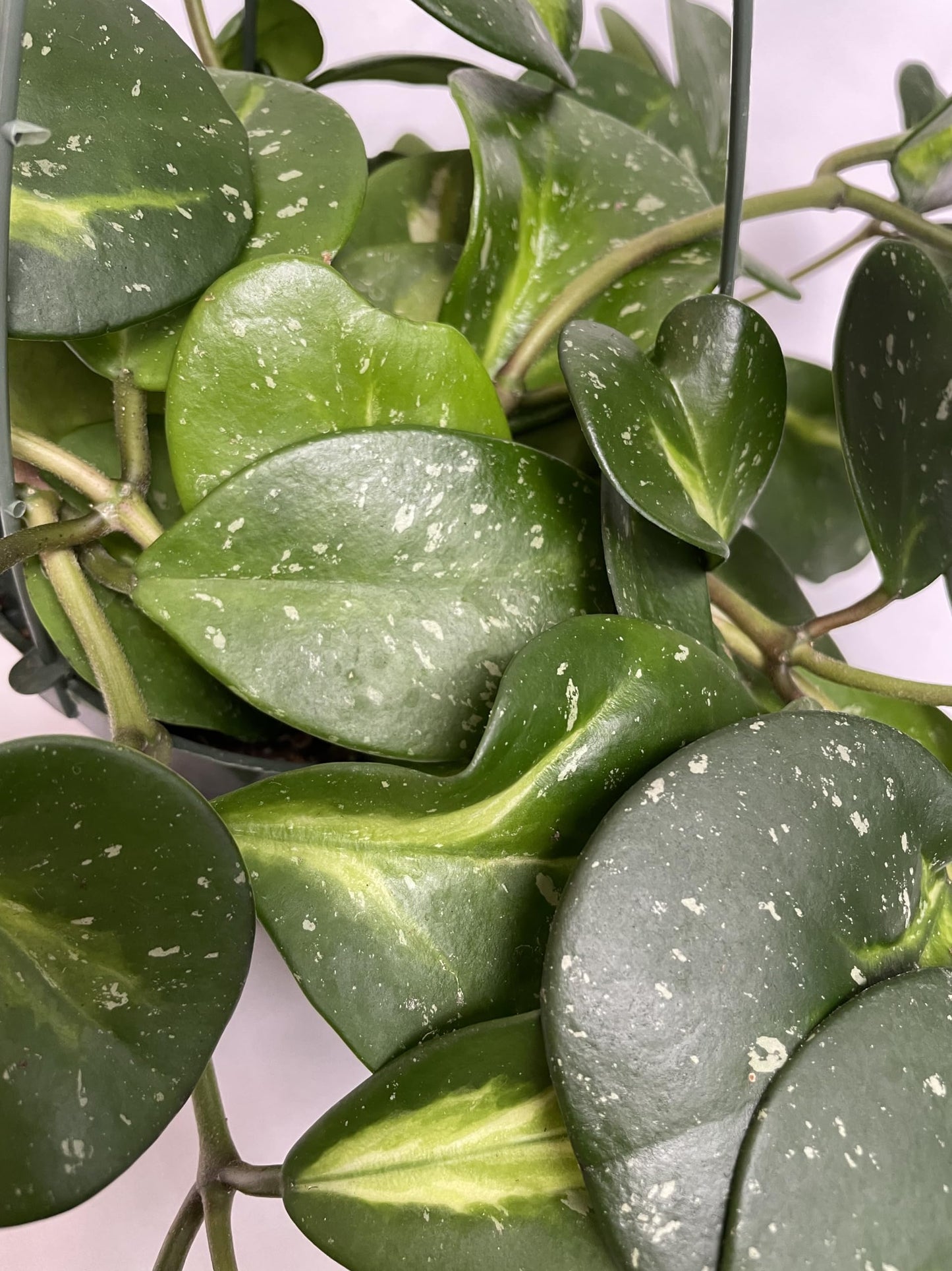 Variegated Hoya Obovata Spalsh Available in 2" Pot, 4" Pot, and 6" Hanging Pot - Hoya Plants Live Houseplants - California Seller - Air Purifying Plant - Pet Friendly Plant