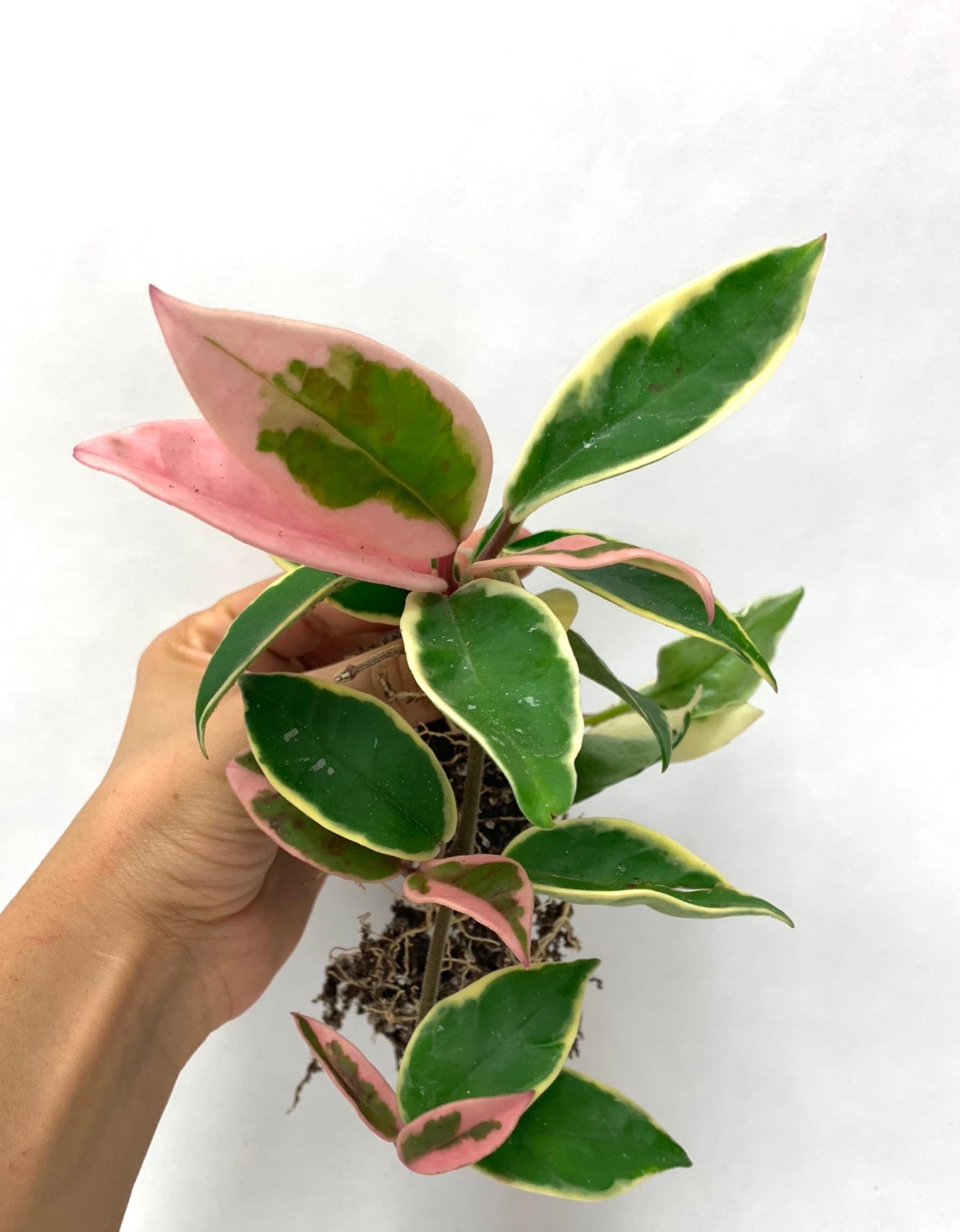Hoya Krimson Queen Available in 2" Pot, 4" Pot, and 6" Hanging Pot, Live Arrival Guaranteed! Live Hoya Plant Live Indoor Plant