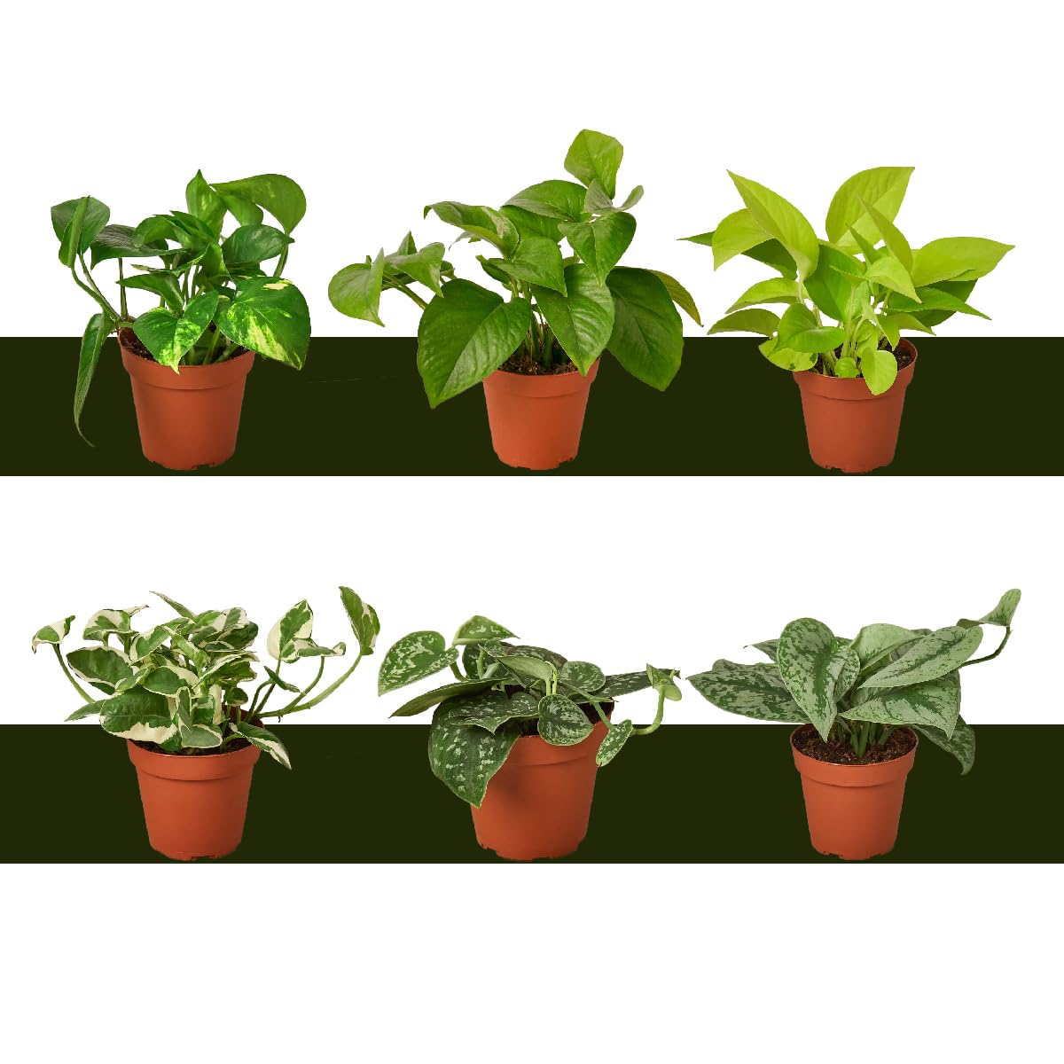 Live Pothos Plants - 3 or 6 Variety Packs - Easy to Care Houseplants - Air Purifying Plants - 4" Pot - Live Plant - Houseplant Live Plants