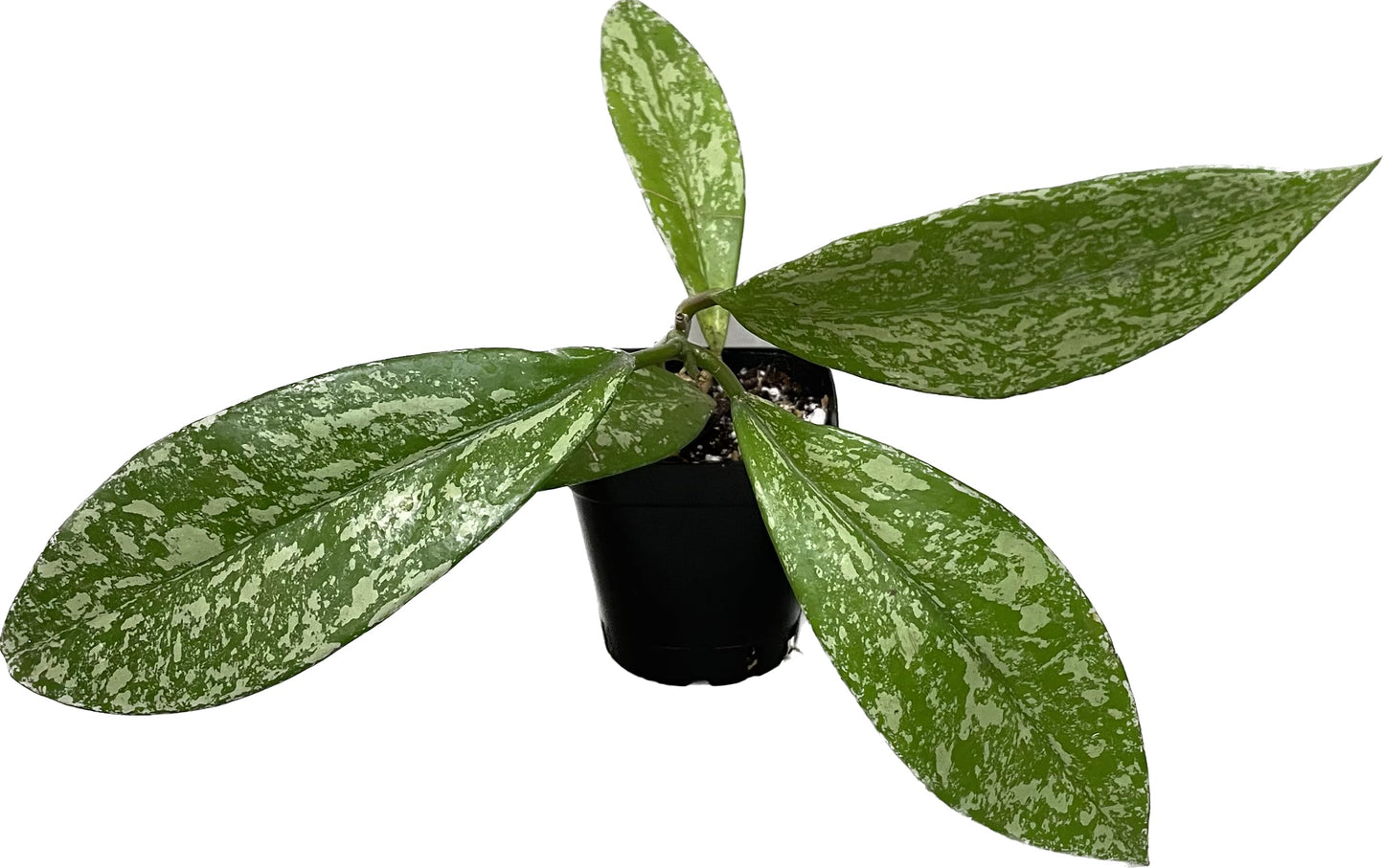 Hoya Publicalyx Splash Red Button - Hoya Plant - Air Purifying Plant - Pet Friendly Plant - Hoya Plants Live Houseplants - Wax Plant