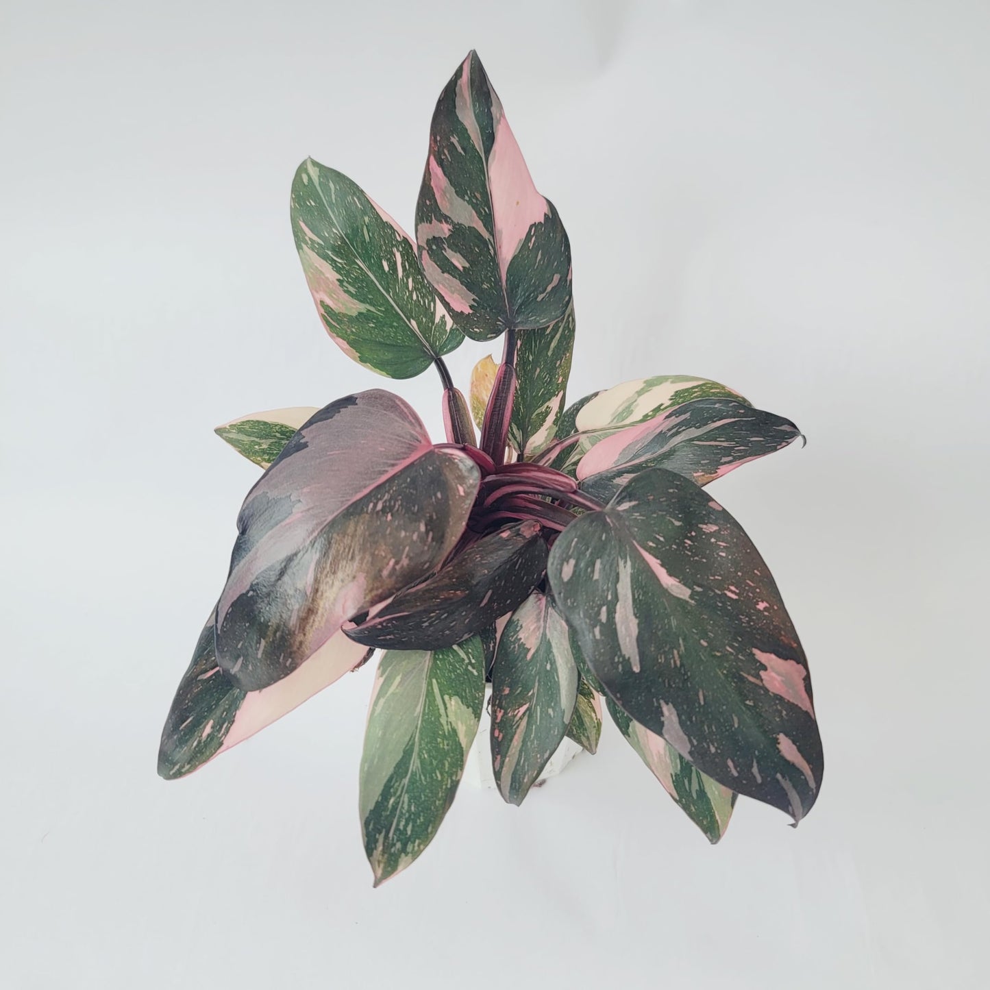 Philodendron Pink Princess Marble Galaxy Variegation with Dark Cherry Colors - Perfect Plant Gift - Rare Pink Live Plant - Variegated Philodendron eurebscens - CA Seller