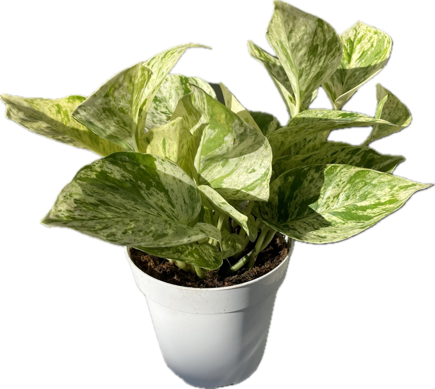 Snow Queen Pothos – Elegant White & Green Variegated Indoor Plant - Pothos Live Plant in 4" Pot – Perfect for Home, Office - Air Purifying Houseplant - Perfect Live Plant Gift - CA Seller