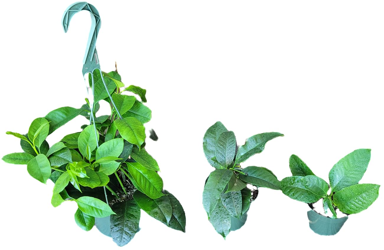 Hoya Shooting Star - Hoya Multiflora - Hoya Plants Live Houseplants - Stunning Shooting Star-Shaped Blooms - Air Purifying Tropical Vine - CA Seller