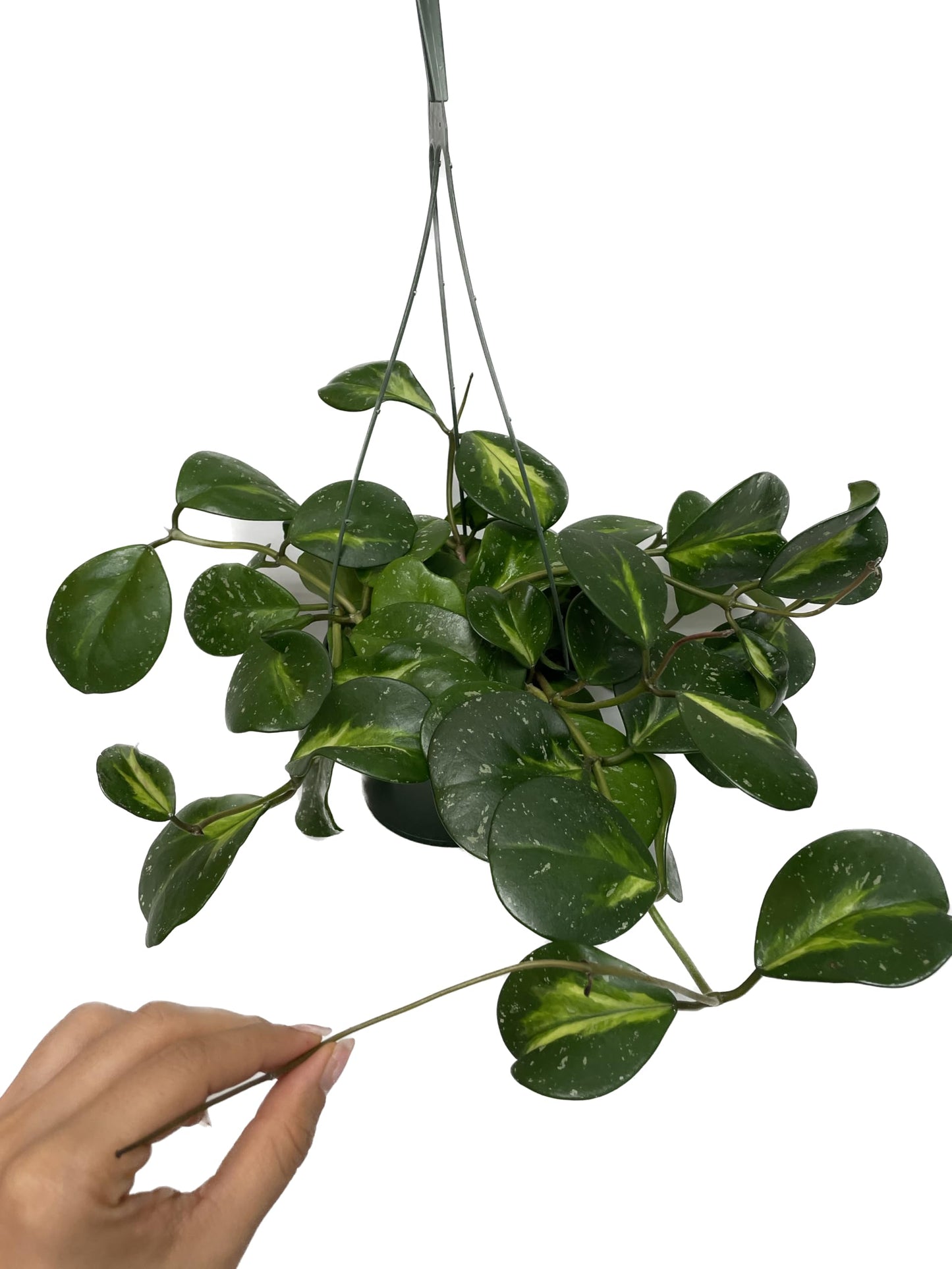Variegated Hoya Obovata Spalsh Available in 2" Pot, 4" Pot, and 6" Hanging Pot - Hoya Plants Live Houseplants - California Seller - Air Purifying Plant - Pet Friendly Plant
