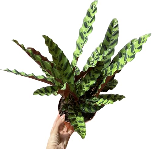 Calathea Lancifolia 'Rattlesnake' - Calathea Plant - Calathea Live Plant - Calathea Plant Best Air Purifying Plant - CA Seller